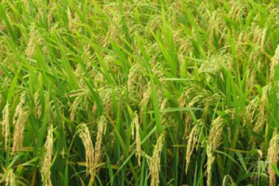 CÔNG TY CỔ PHẦN MỘC ĐIỀN