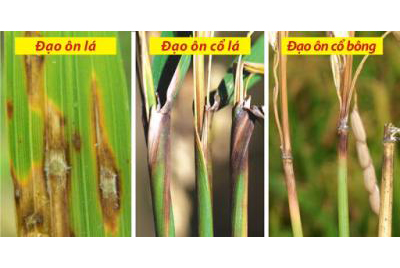 CÔNG TY CỔ PHẦN MỘC ĐIỀN