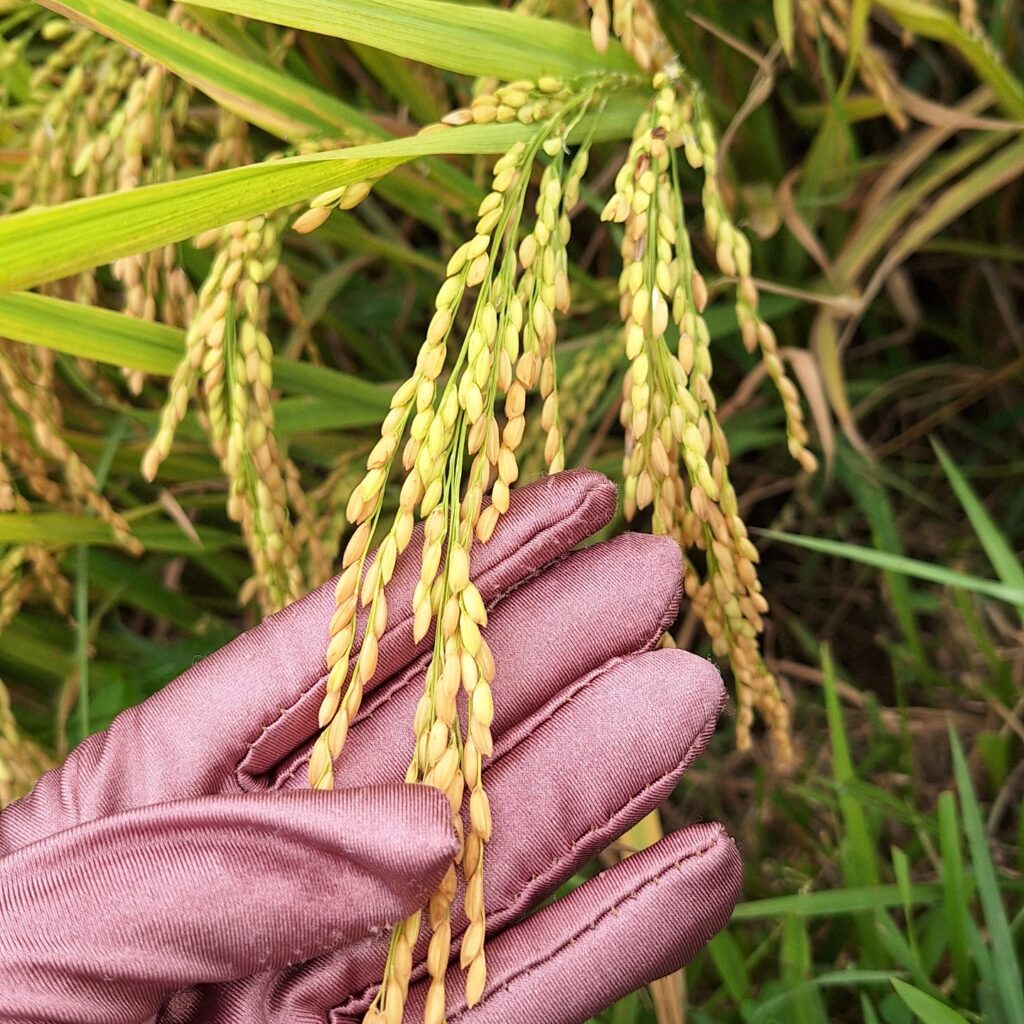 CÔNG TY CỔ PHẦN MỘC ĐIỀN