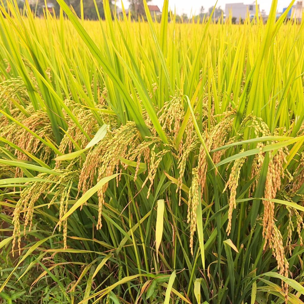 CÔNG TY CỔ PHẦN MỘC ĐIỀN