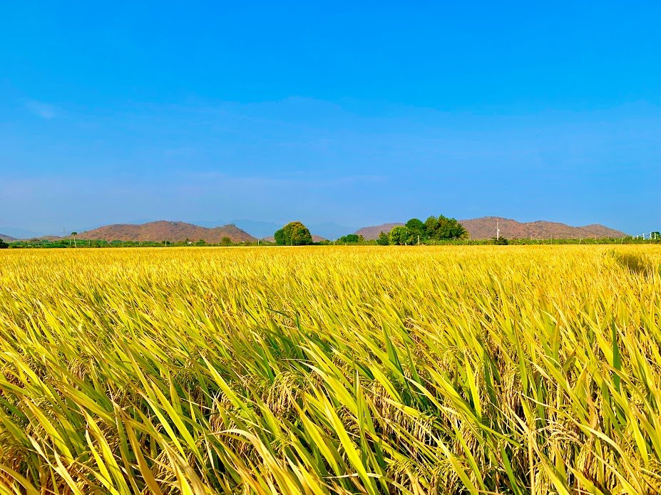 CÔNG TY CỔ PHẦN MỘC ĐIỀN