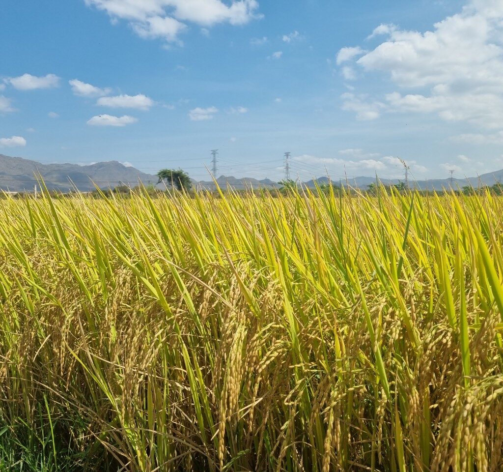 CÔNG TY CỔ PHẦN MỘC ĐIỀN