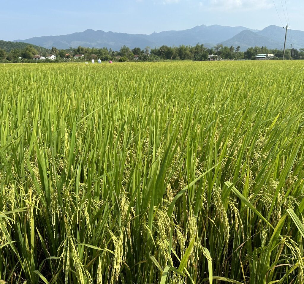 CÔNG TY CỔ PHẦN MỘC ĐIỀN