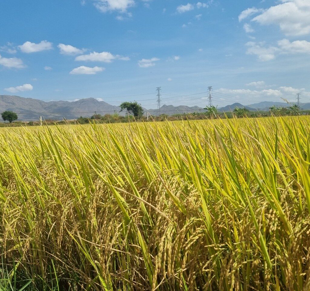 CÔNG TY CỔ PHẦN MỘC ĐIỀN