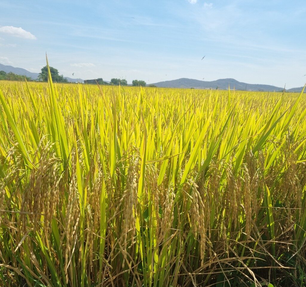 CÔNG TY CỔ PHẦN MỘC ĐIỀN