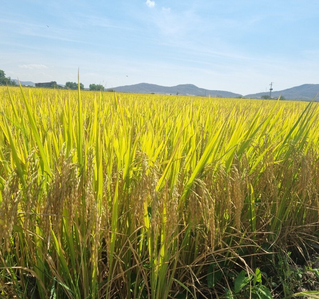 CÔNG TY CỔ PHẦN MỘC ĐIỀN