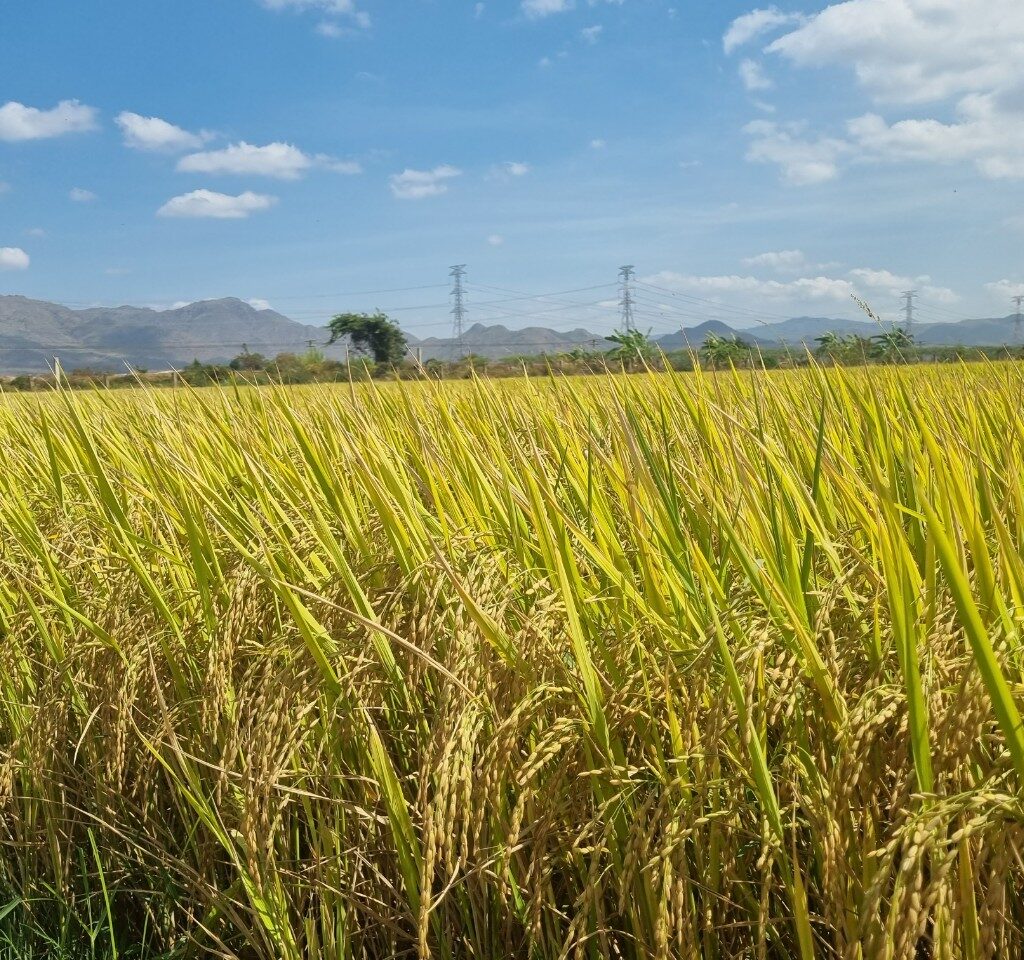 CÔNG TY CỔ PHẦN MỘC ĐIỀN