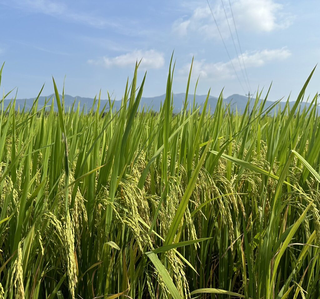 CÔNG TY CỔ PHẦN MỘC ĐIỀN