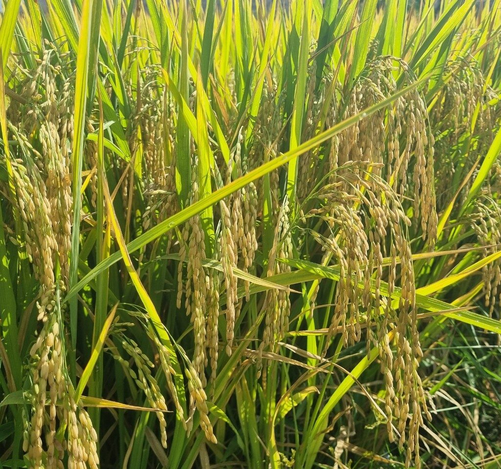 CÔNG TY CỔ PHẦN MỘC ĐIỀN