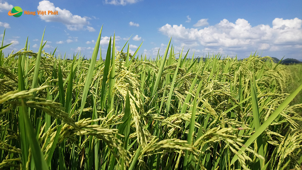 CÔNG TY CỔ PHẦN MỘC ĐIỀN