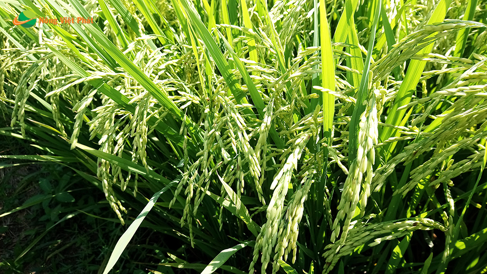 CÔNG TY CỔ PHẦN MỘC ĐIỀN