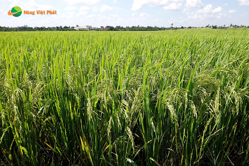 CÔNG TY CỔ PHẦN MỘC ĐIỀN