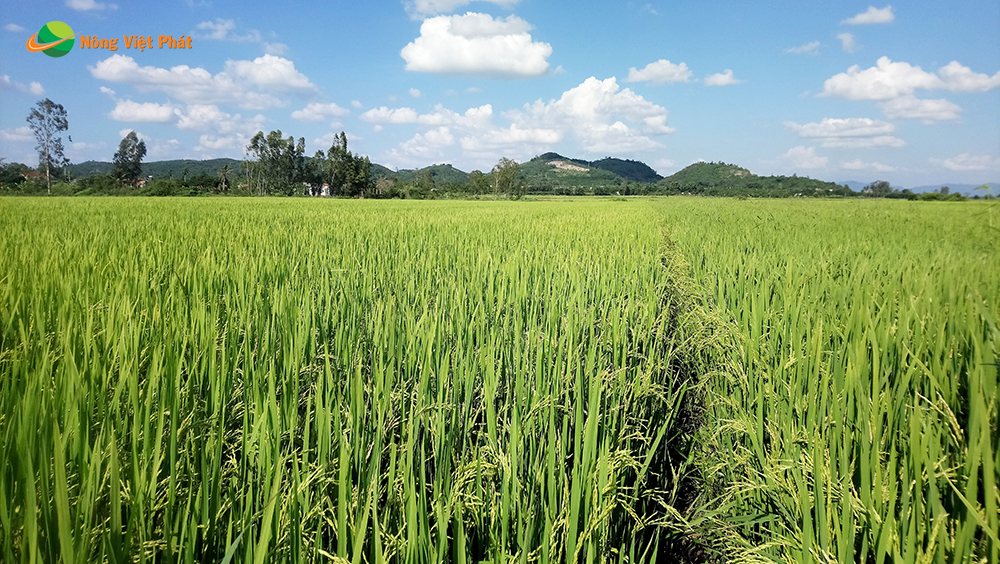 CÔNG TY CỔ PHẦN MỘC ĐIỀN