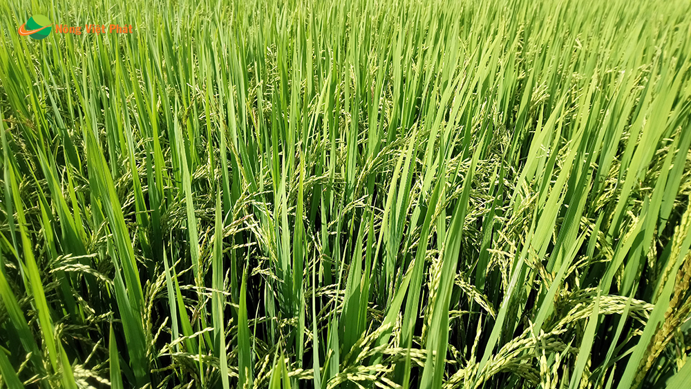 CÔNG TY CỔ PHẦN MỘC ĐIỀN