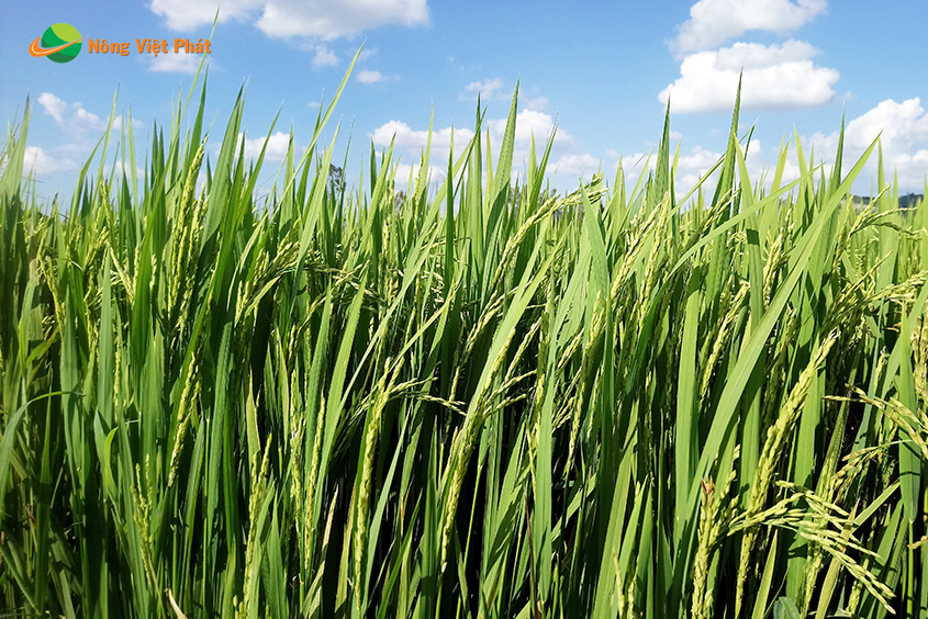 CÔNG TY CỔ PHẦN MỘC ĐIỀN