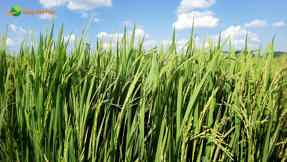 CÔNG TY CỔ PHẦN MỘC ĐIỀN