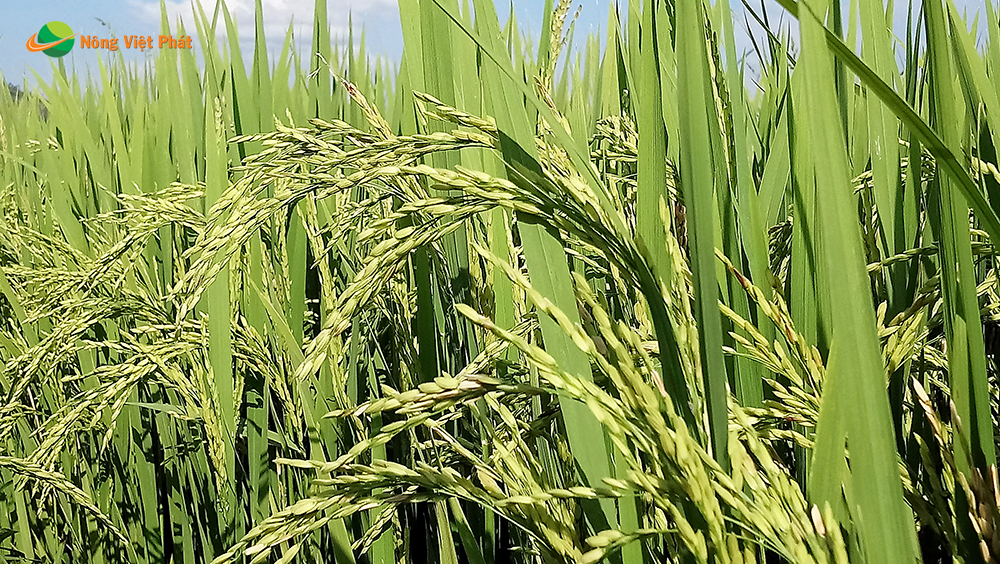 CÔNG TY CỔ PHẦN MỘC ĐIỀN