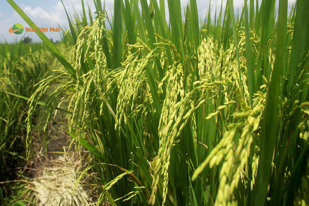 CÔNG TY CỔ PHẦN MỘC ĐIỀN