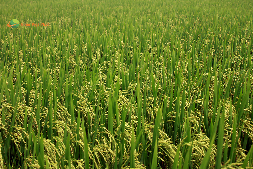 CÔNG TY CỔ PHẦN MỘC ĐIỀN