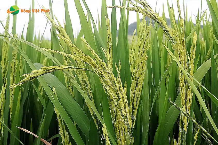 CÔNG TY CỔ PHẦN MỘC ĐIỀN