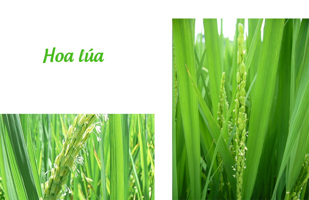 CÔNG TY CỔ PHẦN MỘC ĐIỀN