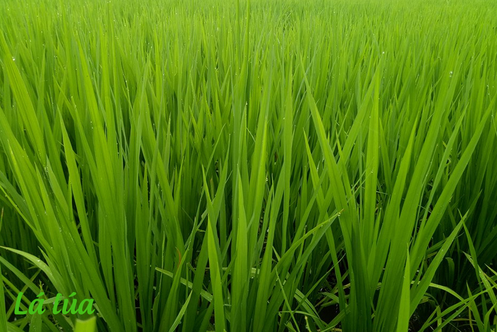 CÔNG TY CỔ PHẦN MỘC ĐIỀN