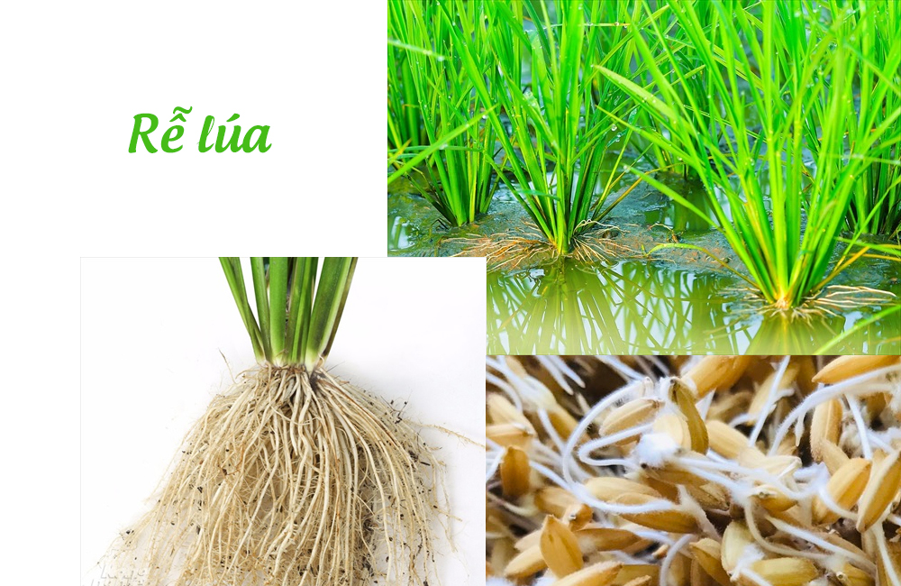 CÔNG TY CỔ PHẦN MỘC ĐIỀN