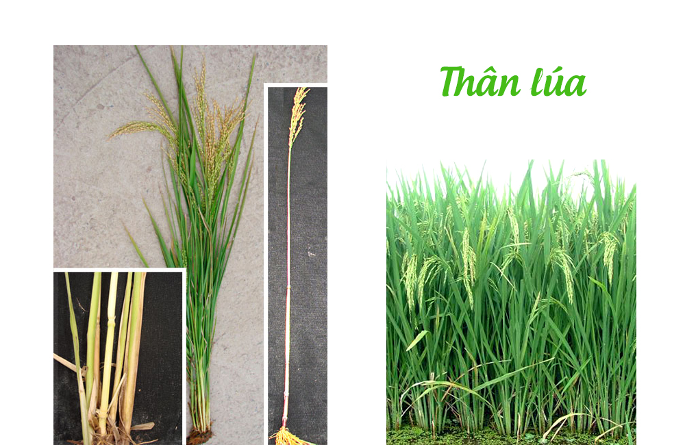 CÔNG TY CỔ PHẦN MỘC ĐIỀN