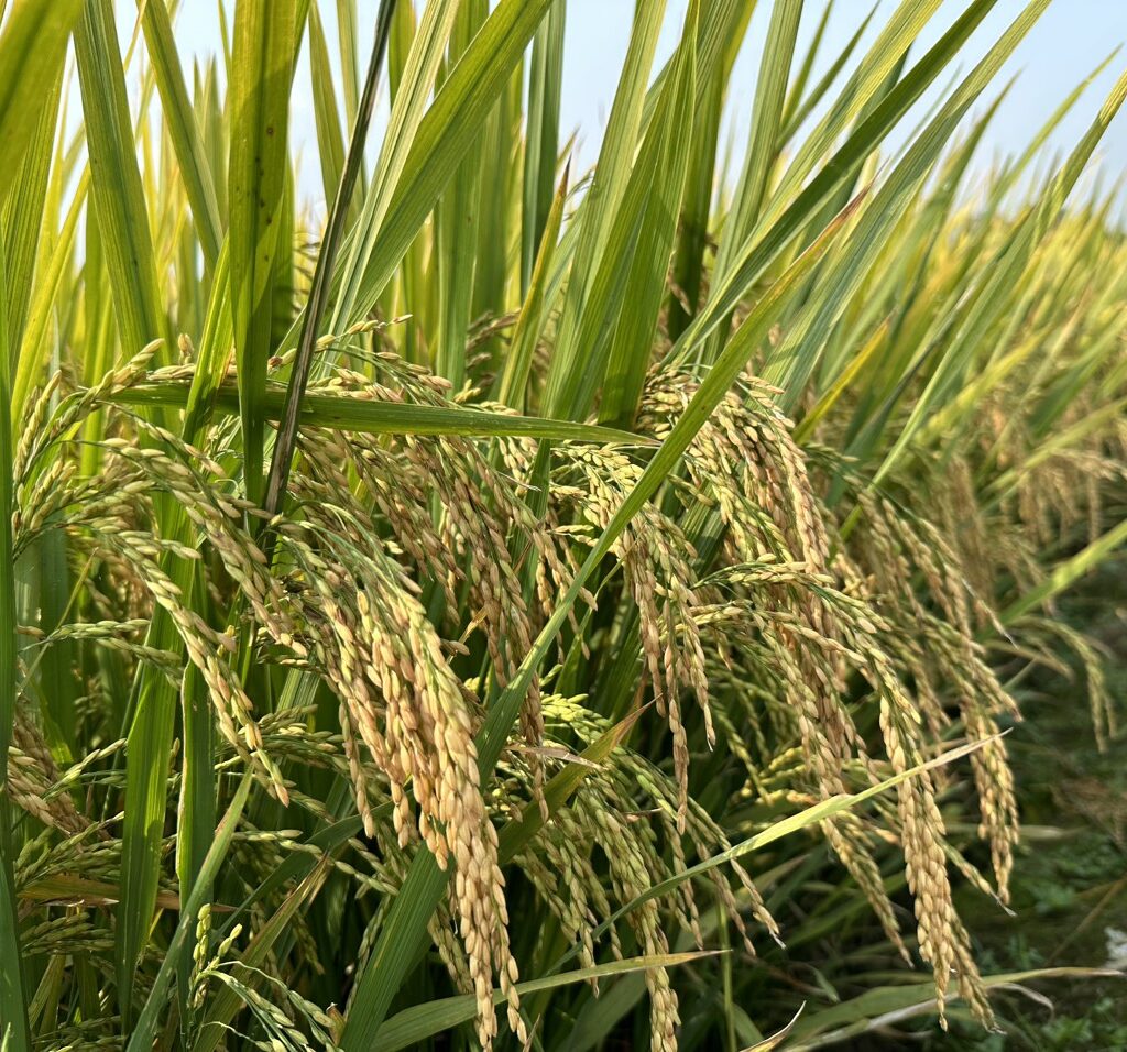 CÔNG TY CỔ PHẦN MỘC ĐIỀN