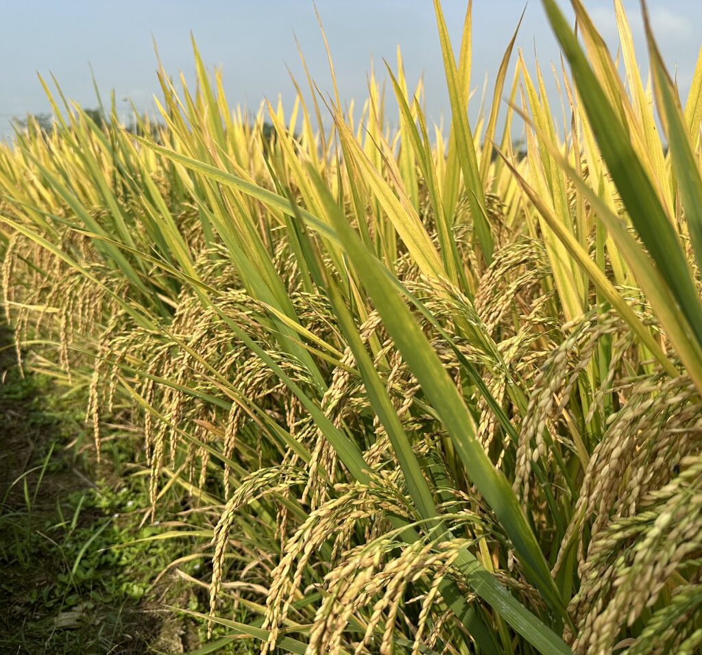 CÔNG TY CỔ PHẦN MỘC ĐIỀN