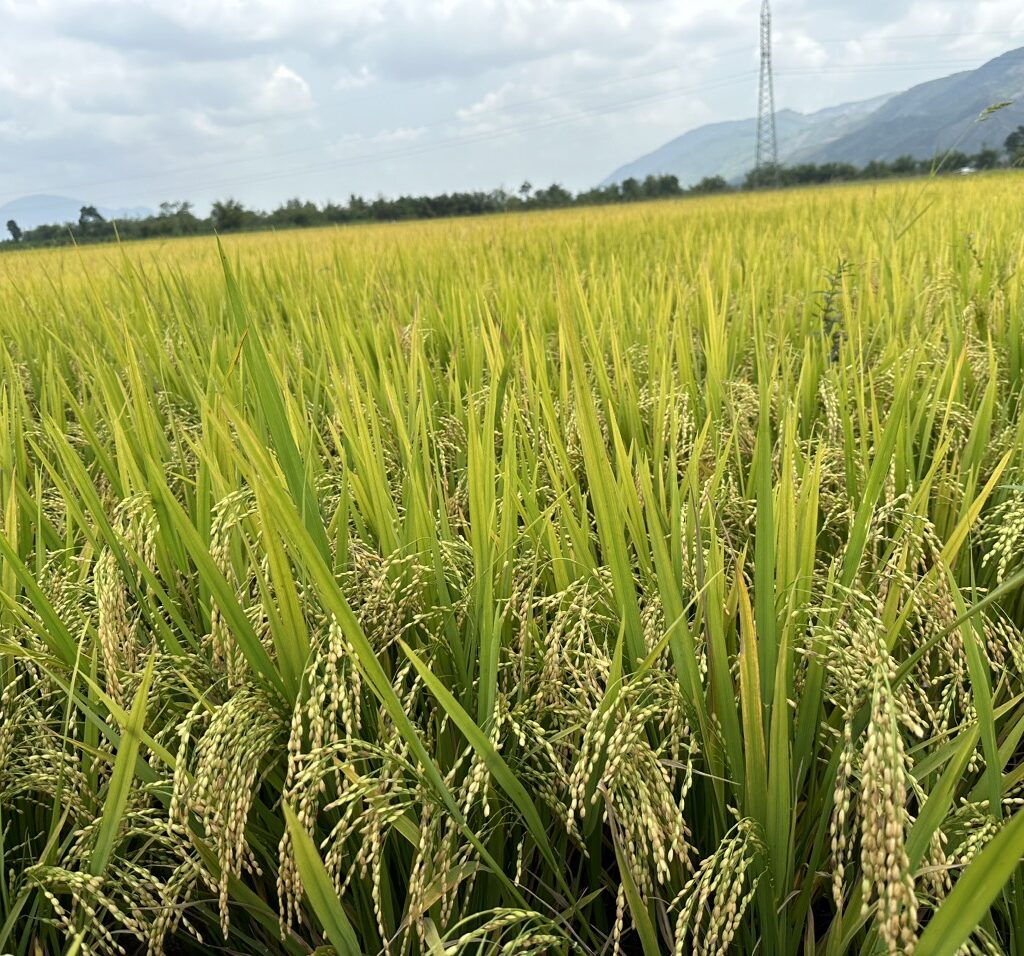 CÔNG TY CỔ PHẦN MỘC ĐIỀN