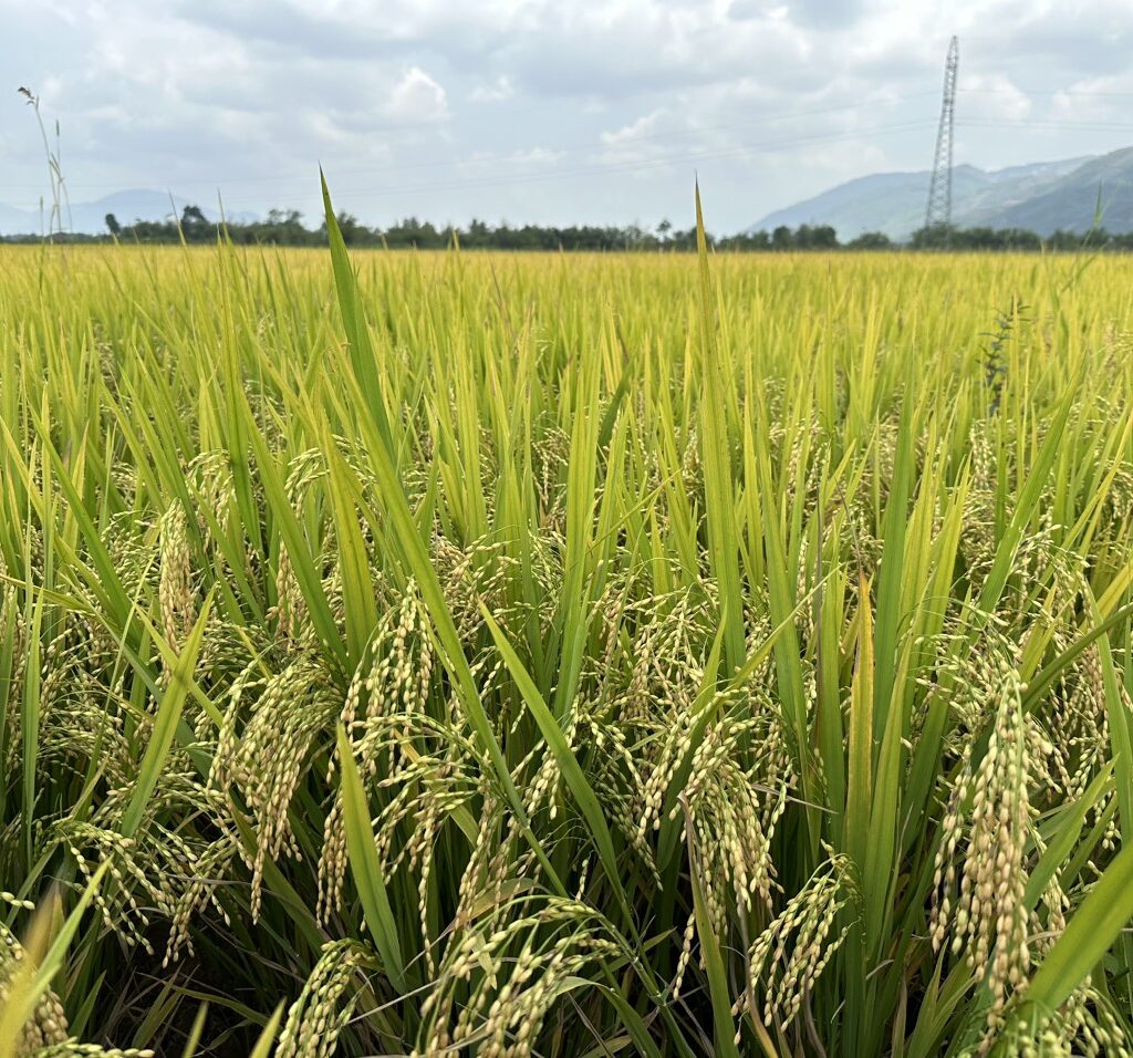 CÔNG TY CỔ PHẦN MỘC ĐIỀN