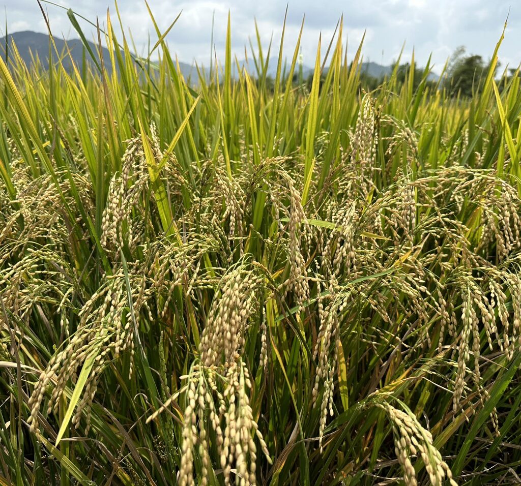 CÔNG TY CỔ PHẦN MỘC ĐIỀN