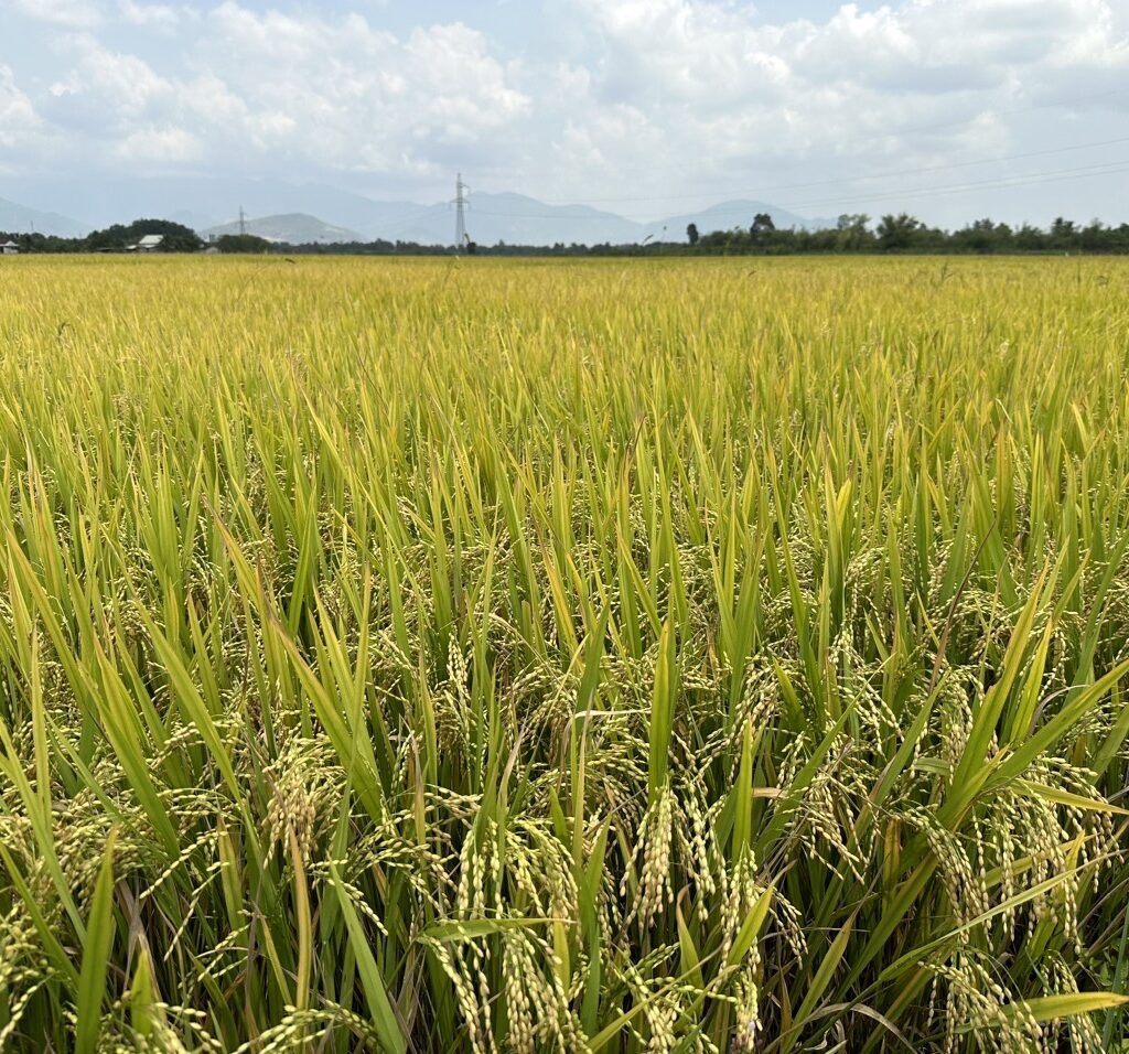 CÔNG TY CỔ PHẦN MỘC ĐIỀN